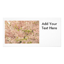 Cherry Blossoms in Spring Photo Cards