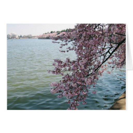 Cherry Blossoms in Washington DC Cards