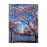 Cherry Blossoms in Washington DC postcard