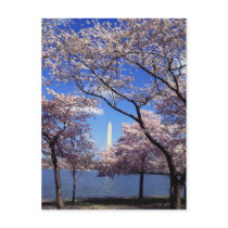 Cherry Blossoms in Washington DC postcard