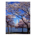 Cherry Blossoms in Washington DC postcard