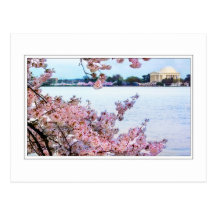 Cherry Blossoms - Jefferson Memorial Postcard
