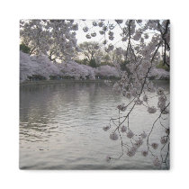 cherry blossoms late afternoon fridge magnets