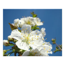 Cherry Blossoms Photography prints Spring Flowers