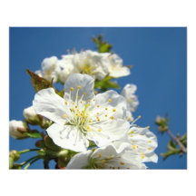Cherry Blossoms Photography prints Spring Flowers