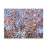 Cherry Blossoms