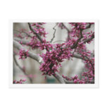 Cherry Blossoms Postcard