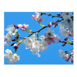 Cherry Blossoms Postcard