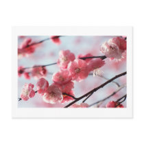 Cherry Blossoms Postcard Any Occasion