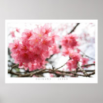 Cherry Blossoms Poster