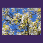 Cherry Blossoms Poster posters