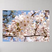 Cherry Blossoms Poster