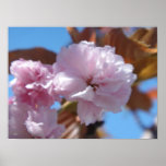 Cherry Blossoms Print