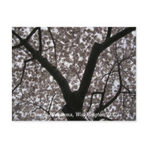 Cherry Blossoms, Washington D.C. Postcards