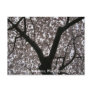 Cherry Blossoms, Washington D.C. Postcards