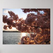 Cherry Blossoms Washington DC Canvas Poster