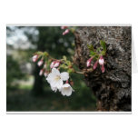 Cherry Blossoms Washington DC Greeting Card