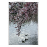 Cherry Blossoms Washington DC Greeting Cards