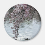 Cherry Blossoms Washington DC Magnets