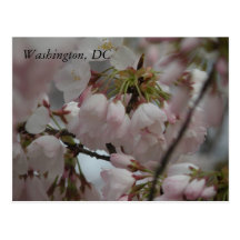 Cherry Blossoms: Washington, DC Post Card