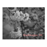 Cherry Blossoms: Washington, DC Postcard