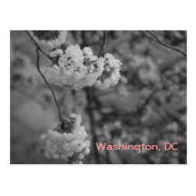 Cherry Blossoms: Washington, DC Postcard