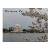 Cherry Blossoms: Washington, DC Postcard