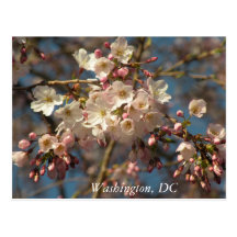 Cherry Blossoms: Washington, DC Postcard