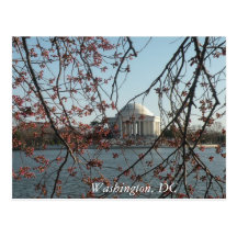 Cherry Blossoms: Washington, DC Postcard