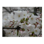 Cherry Blossoms: Washington, DC Postcard