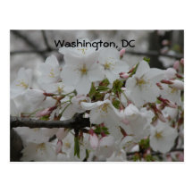 Cherry Blossoms: Washington, DC Postcard