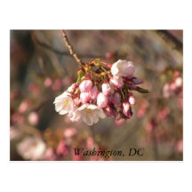 Cherry Blossoms: Washington, DC Postcard