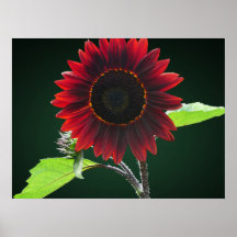 Cherry Chocolate Sunflower Closeup Print