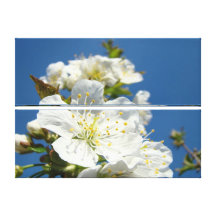 Cherry Flower Blossoms Canvas art prints Spring Gallery Wrapped Canvas