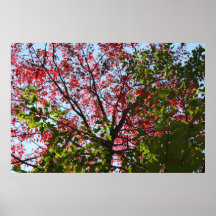 Cherry Lime Fall Poster