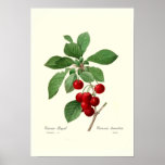 Cherry Posters