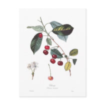 Cherry (Prunus cerasus) Postcard
