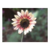 Cherry Rose Sunflower Print Photo Print