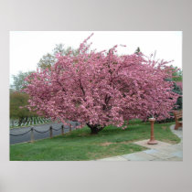 Cherry Tree Print