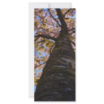 Cherry Tree Customized Rack Card