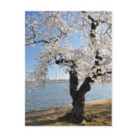 Cherry Tree with White Blossoms Post Cards