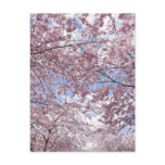 Cherry trees in blossom postcards