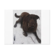 Chesapeake bay Retriever Postcard
