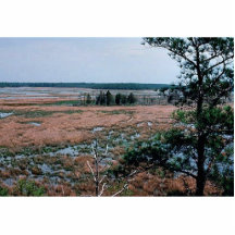 Chesapeake Bay Wetlands Photo Cut Outs