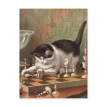 Chess Cat postcard
