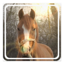 Chestnut Arab Horse Invitation