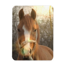 Chestnut Arab Horse Magnet