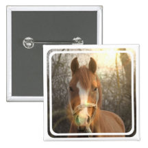 Chestnut Arab Horse Square Pin