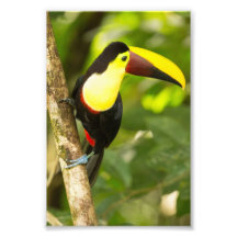 Chestnut Billed Toucan Costa Rica Photo Art