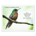 Chestnut-breasted Coronet Art Photo
